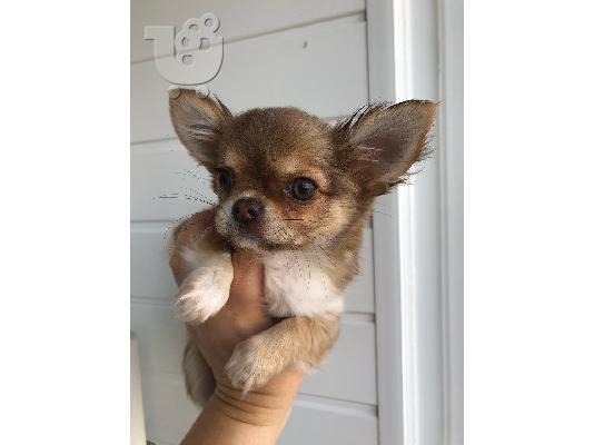 Chihuahua σκυλιά και κουτάβια προς πώληση